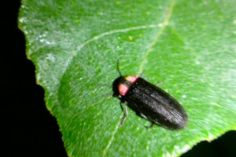 夏には一面にホタルが発生するほど水質が良い