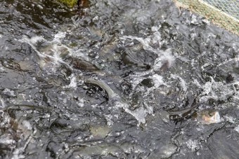 恵まれた環境で活性の高い美味しい魚が育つ