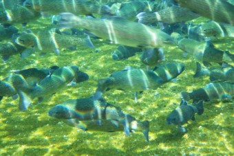 湧水で育つので臭味のない魚本来の味が楽しめる