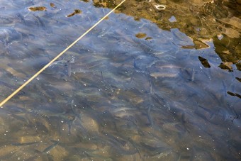 生け簀の魚