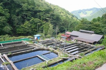 湧き水で養殖される魚は旅館などにも出荷