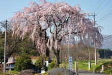 春にはしだれ桜が花開く