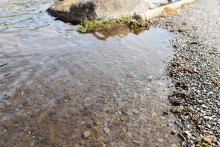 ザリガニなども住む綺麗な池