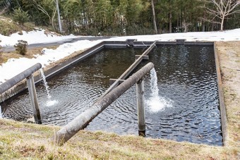 綺麗な水で美味しい魚が育つ