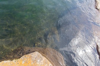 底まで透き通って見える綺麗な池