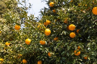 釣り堀を始めた時に植えたミカンの木