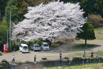 春には大きな桜の下でフィッシング