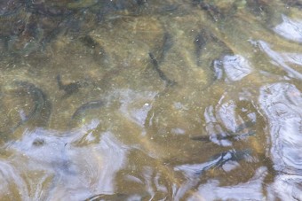 稚魚から魚を養殖