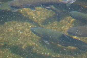 透明な池でエサに食いつく瞬間も見える