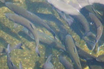 透明な水で泳ぐ魚がよく見える