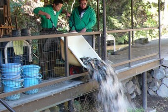 池に魚を放流している様子