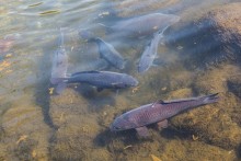 透明度が高く魚がよく見える