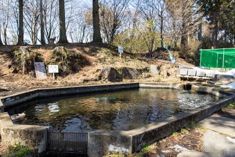 ヤマメの池