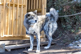 番犬がお出迎え 優しい顔だが近づくと危険