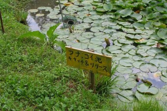 コイ・フナの池は1年中オープン