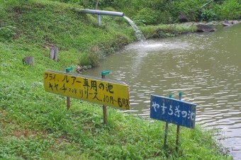 雨の後で少し水が濁ってますが、普段はきれいです