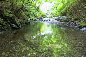 森の中に流れる清流が天然種を育む