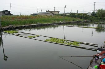 ヘラブナは底釣りで