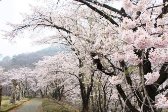 東運動公園の桜