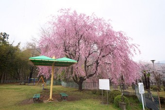 東運動公園の桜