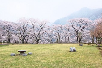 東運動公園の桜
