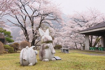 見頃は4月中旬