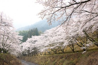 東運動公園の桜