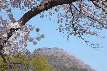 柄杓山の桜