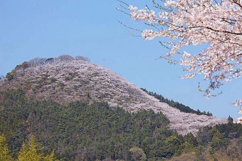 柄杓山の桜