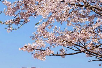 柄杓山の桜