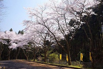 見ごろ（例年）は、４月中旬