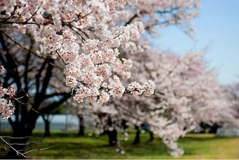 「自衛隊相馬原」 演習場内の桜並木