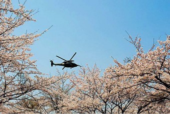 自衛隊相馬原の桜