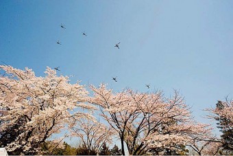 自衛隊相馬原の桜