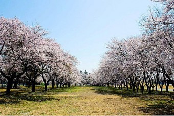 見ごろ（例年）は、4月中旬