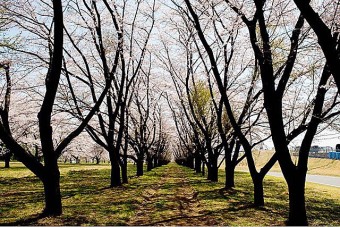 自衛隊相馬原の桜