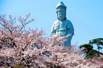 見ごろ（例年）は、4月上旬～中旬