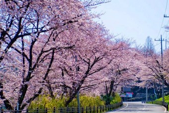 高崎観音山の桜