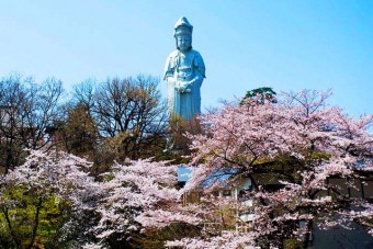 高崎観音山の桜