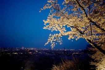 高崎観音山の桜