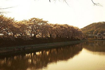 見ごろ（例年）は、4月上旬