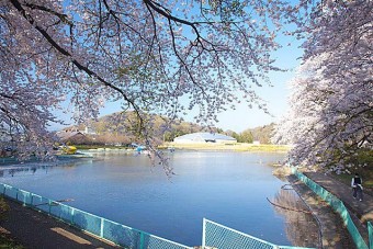 鹿の川沼の桜