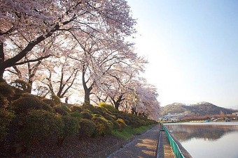 鹿の川沼の桜