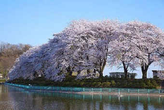 鹿の川沼の桜