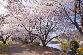 「鹿の川沼」は、 夜桜も楽しめる