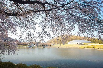 鹿の川沼の桜