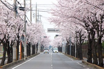 県立女子大前の桜並木