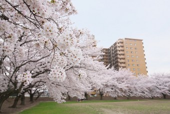 見頃は4月上旬