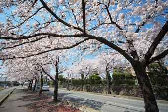 県立女子大前の桜並木の桜