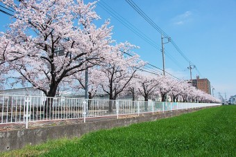 県立女子大前の桜並木の桜